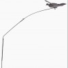 APPELAND PIGEON STEP-FLAP