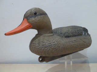 APPELANT CANARD COLVERT FEMELLE