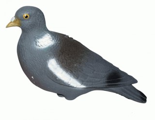 APPELANT PIGEON