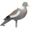 APPELANT PIGEON